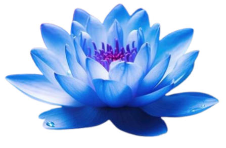 lotus flower fsm lotus flower fsm