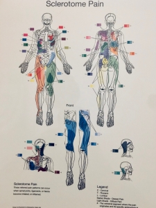sclerotome pain chart
